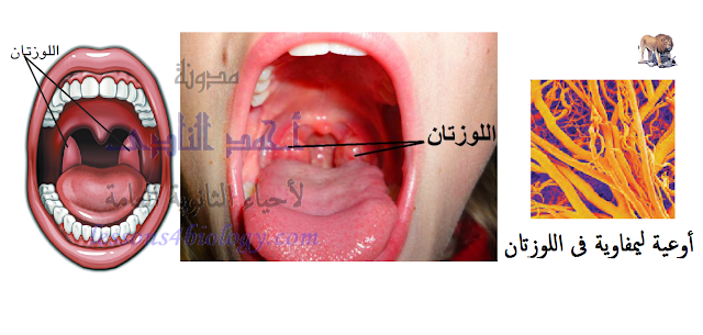 الجهاز المناعى - تركيب - الأعضاء الليمفاوية المحيطية - اللوزتان