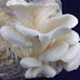 Mushroom Spawn Supplier In Karmala | Mushroom Spawn Manufacturer And Supplier In Karmala | Where To Find Mushroom Spawn In Karmala