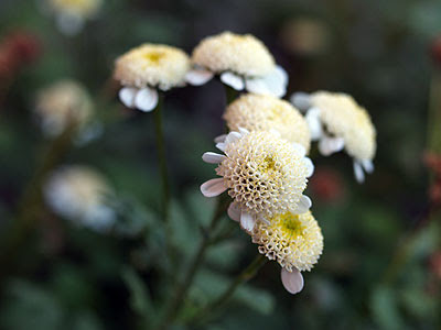 Erba amara (Tanacetum parthenium). Foto di Andrea Mangoni.