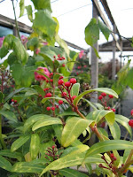 japanese skimmia