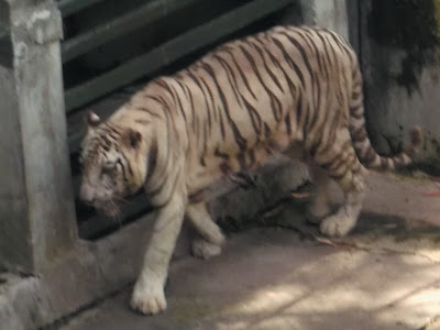 foto harimau putih