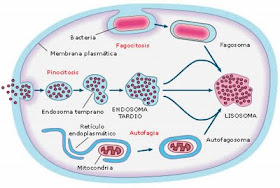 digestion celular