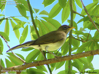 zorzales argentinos zorzal chalchalero Turdus amaurochalinus