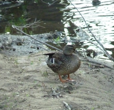 mallard duck