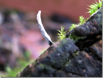 20111126 Wbx Xylaria hypoxylon  003