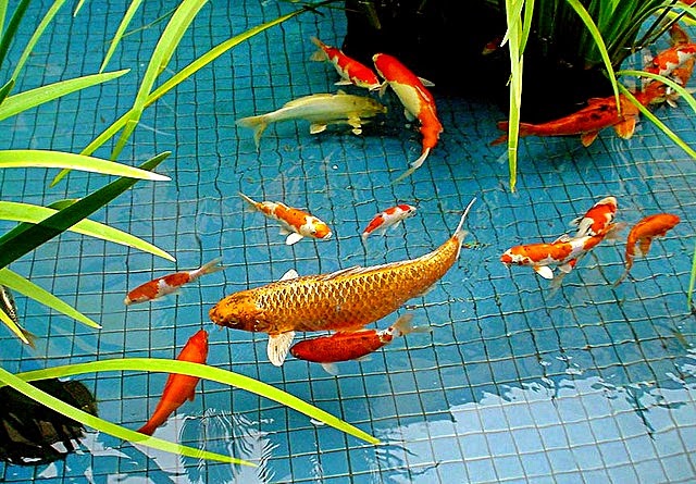 Kriteria Air Kolam  Ikan  yang Baik Akuarium Ikan  Hias 