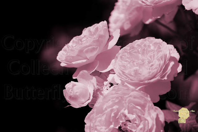 Peacock Pink Cabbage Roses On Black Fine Art Photograph