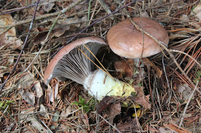 Roze Spijkerzwam - Rôze Spikerswam - Gomphidius roseus