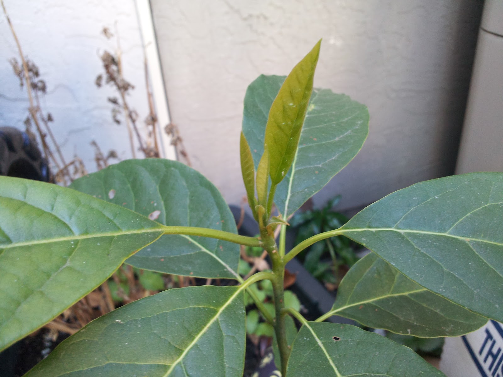 Gardening?: Happy Avocado tree sprout.