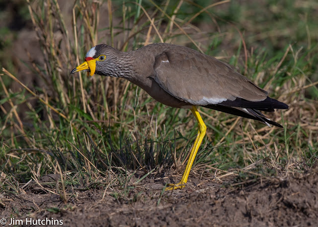 african wattled  plover africa kenya kicheche maasai