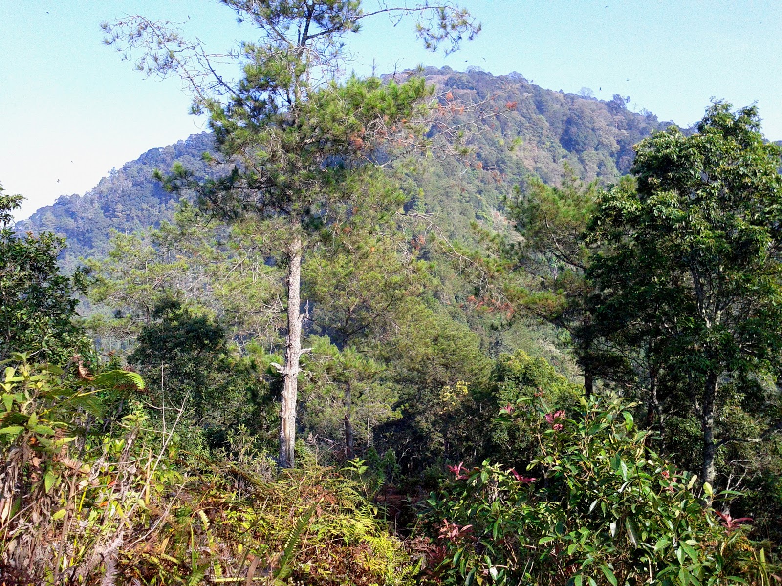 Berkebun Laporan Hutan Hujan Tropis