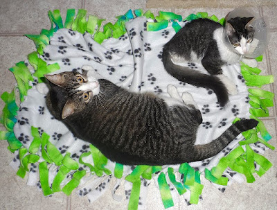 Anakin the two legged cat & Trixie share a blanket