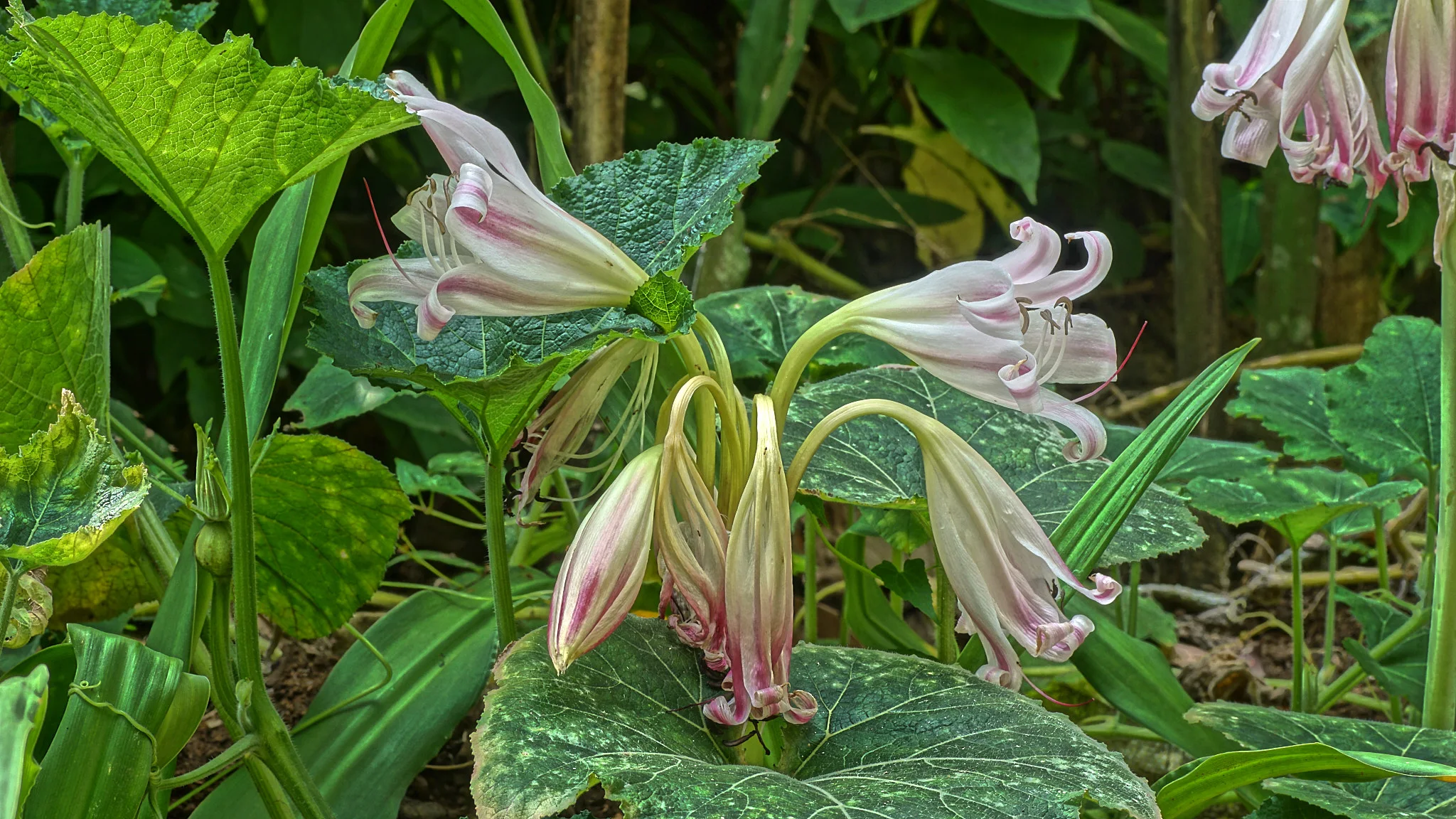 I Try To Surround Myself With Food For The Soul And The Body: Red And White Lilly In Squash Leaves