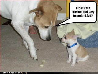 Dog Funny Picture