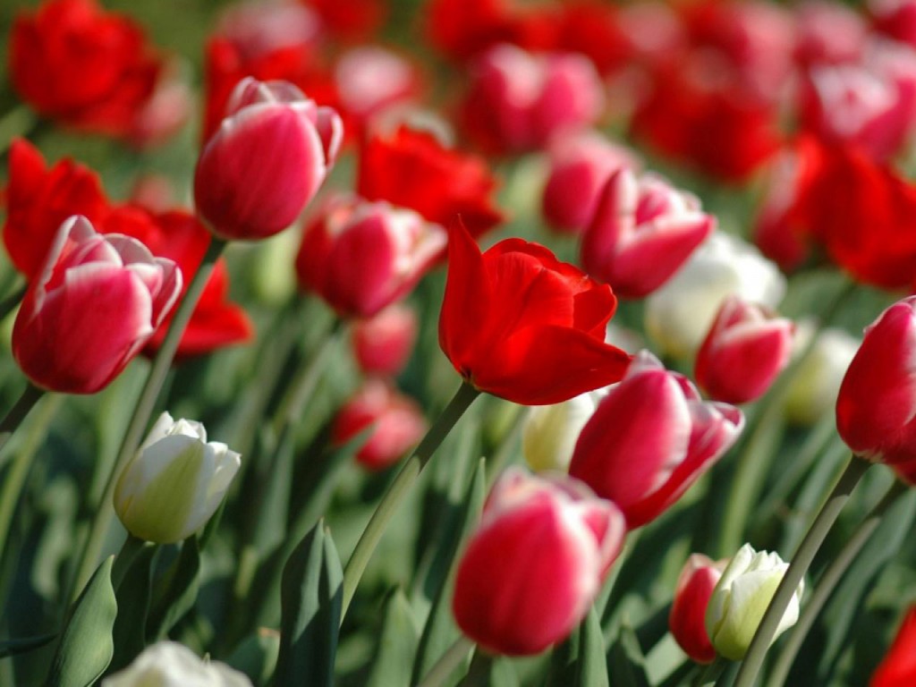 flores de tulipanes fotos - Una postal de primavera desde Holanda