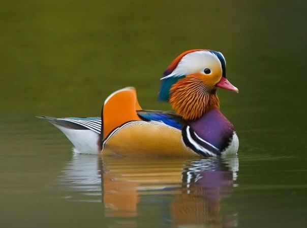 Beautiful Duck