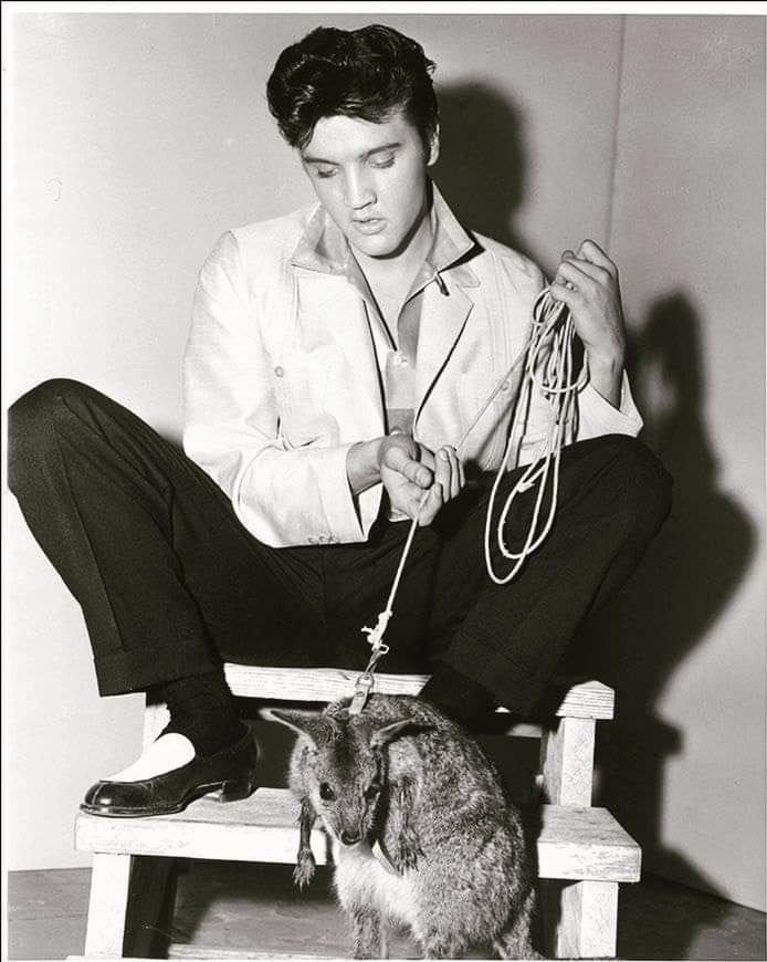 Elvis and the animals