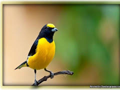 31 Fakta Menarik Tentang Burung Yang Anda Patut Tahu
