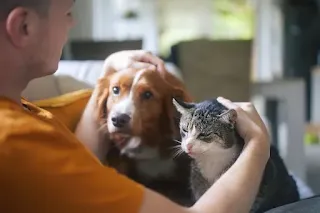 Strengthening your bond with your pet