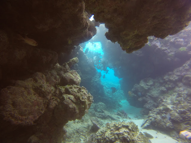 Cairns Great barrier reef scuba diving Australia Flynn Reef