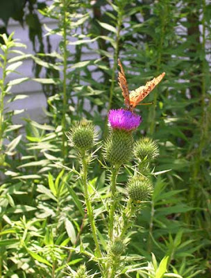 butterfly on purple bloom