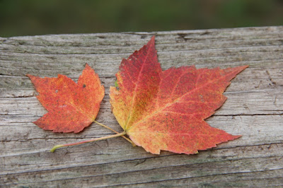 maple leaves, late August