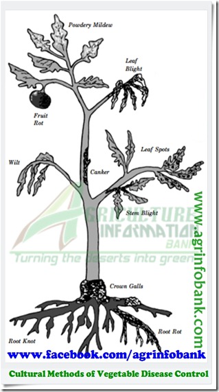 Cultural Methods of Vegetable Disease Control2