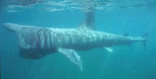 basking shark