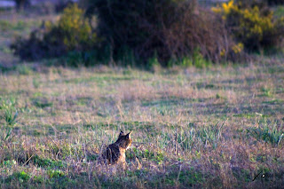 Lince ibérico- Javier Pérez Mata