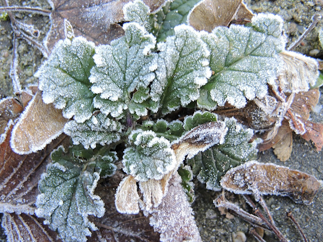 In mijn tuin: winterwonderlandse plaatjes