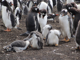 East Falkland - Falkland Islands