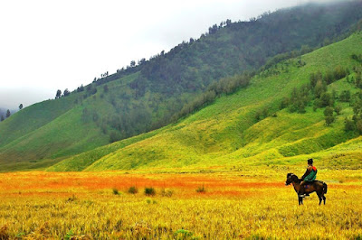 padang savana gunung bromo