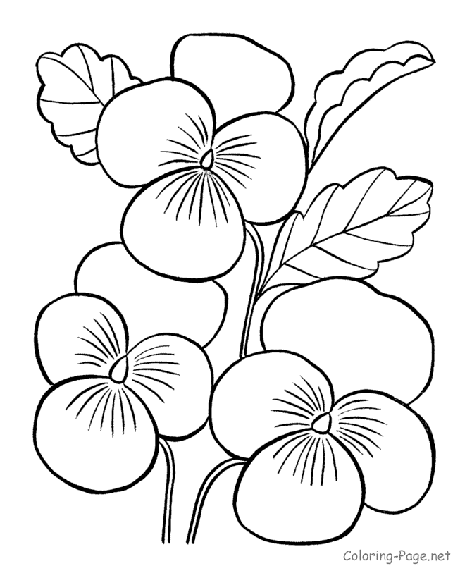 Flower Coloring Pages Blumen Ausmalen