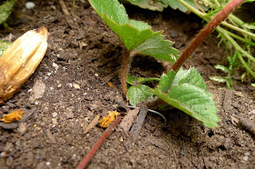 How to Root Strawberry Runners