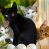 Защо няма абсолютно черни котки