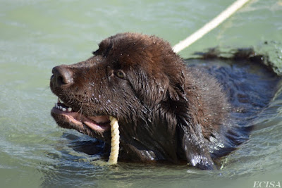  Terre -Neuve Chien sauveteur à l'eau Maverick photographe JD AMET  JURA