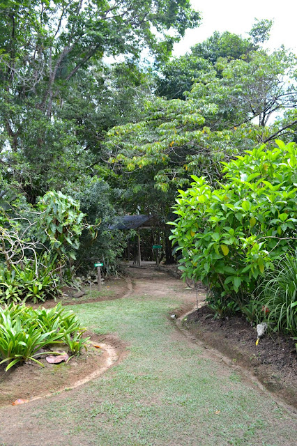 Guyane, Jardin botanique, Macouria, orchidée