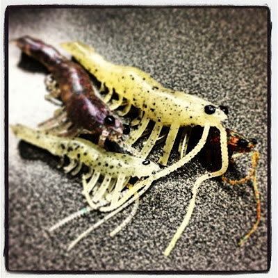 Quentin Combe Savage Gear Nouveautés News 2014 Leurres 3D Manic Shrimp