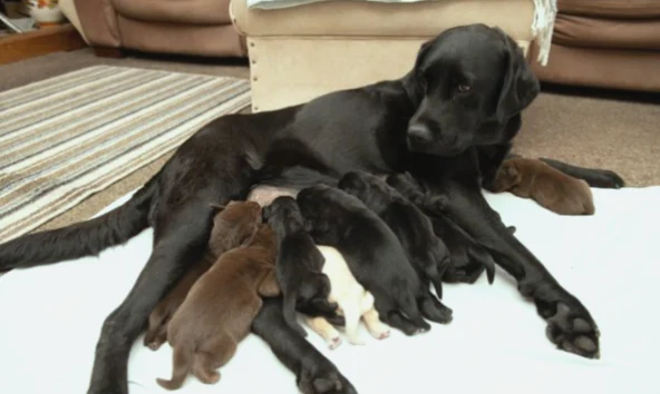 Labrador defies genetics with rare litter of yellow, chocolate, and black puppies