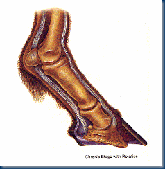 Laminitis cross-section