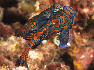 Mandarin Fish