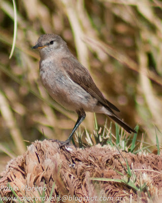 alt="dormilona chica,aves de Mendoza,Muscisaxicola maculirrostris"