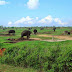 Way Kambas Tempat Gajah Wisata Dilampung Timur