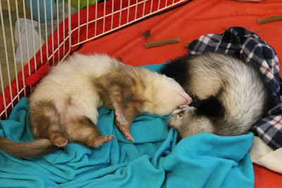frettinäyttely+wcwfs+ferret+show