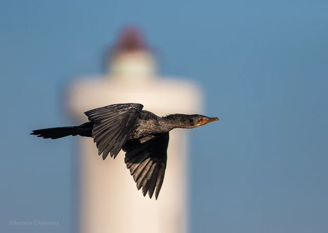 Vernon Chalmers Original Image of a Reed Cormorant flying past the Milnerton Lighthouse