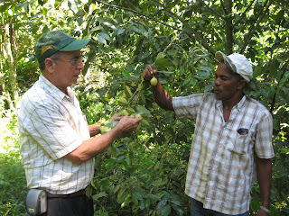 Cultivo de pimienta