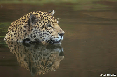 Onça-pintada, panthera, panthera onca, felinos, animal, fundação grupo boticário, mamíferos, wildlife, fotos de onça, jaguar