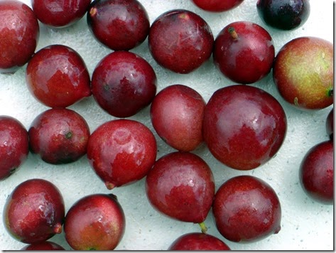 Camu Camu fruits b