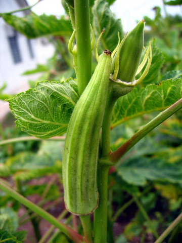 Sihat dan Cantik: KHASIAT KACANG BENDI