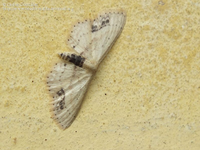 http://www.biodiversidadvirtual.org/insectarium/Idaea-dimidiata-%28Hufnagel-1767%29-img740078.html